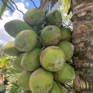 Dwarf Green Malayan Coconut Tree Live Plant – 1 Gallon Palm – Outdoor/Indoor - Image 3