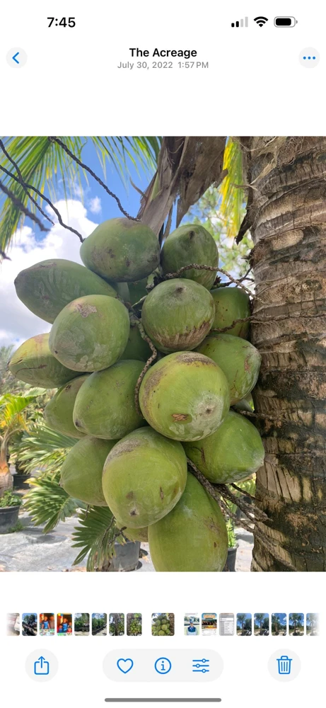 Dwarf Green Malayan Coconut Tree Live Plant – 1 Gallon Palm – Outdoor/Indoor - Image 3
