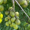 Dwarf June Plum Tree - Live Plant - 3 Gallon - Edible Fruit - Image 1