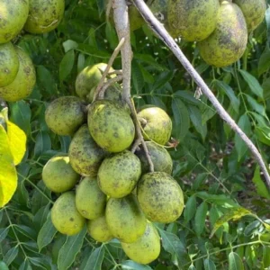 Dwarf June Plum Tree - Live Plant - 3 Gallon - Edible Fruit - Image 1