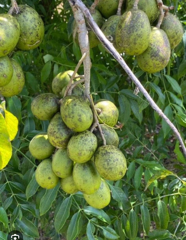 Dwarf June Plum Tree - Live Plant - 3 Gallon - Edible Fruit - Image 1
