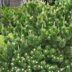 Dwarf Mugo Pine Live Plant - 3-5 inch Starter, Evergreen Shrub for Outdoor - Image 2