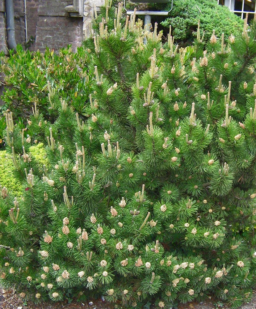 Dwarf Mugo Pine Live Plant - 3-5 inch Starter, Evergreen Shrub for Outdoor - Image 2