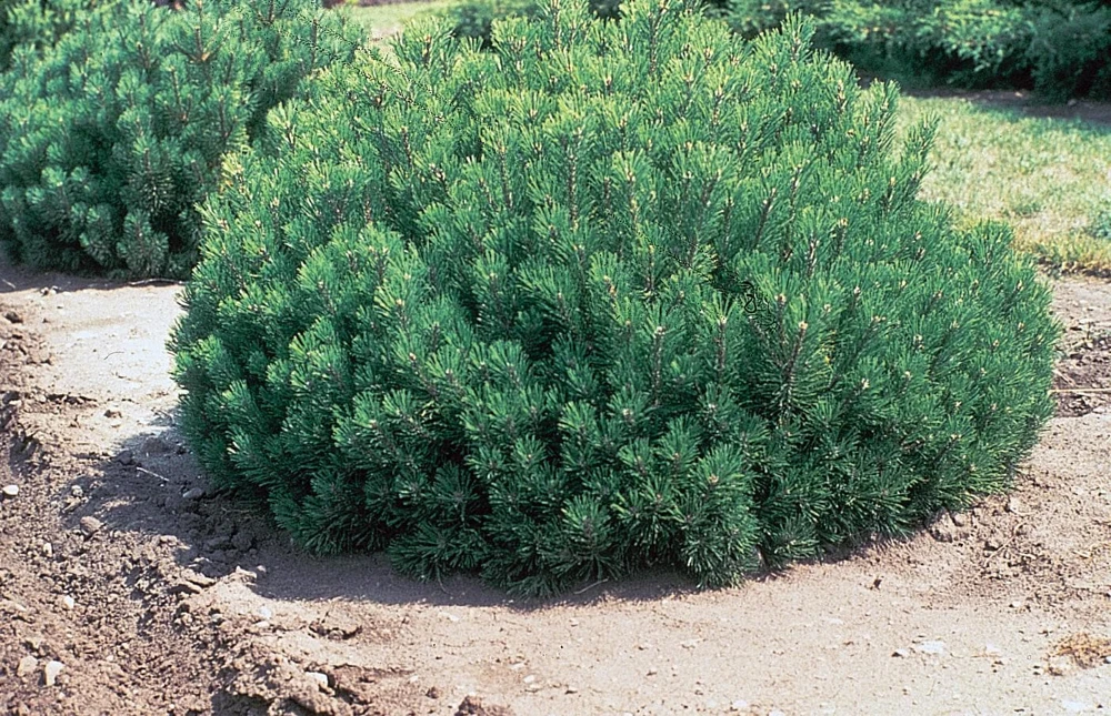 Dwarf Mugo Pine Live Plant - 3-5 inch Starter, Evergreen Shrub for Outdoor - Image 3
