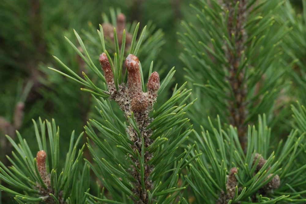 Dwarf Mugo Pine Live Plant - 3-5 inch Starter, Evergreen Shrub for Outdoor - Image 1