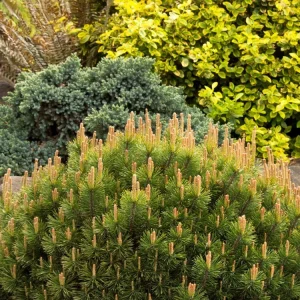 Dwarf Mugo Pine Live Plant - 3-5 inch Starter, Evergreen Shrub for Outdoor - Image 4