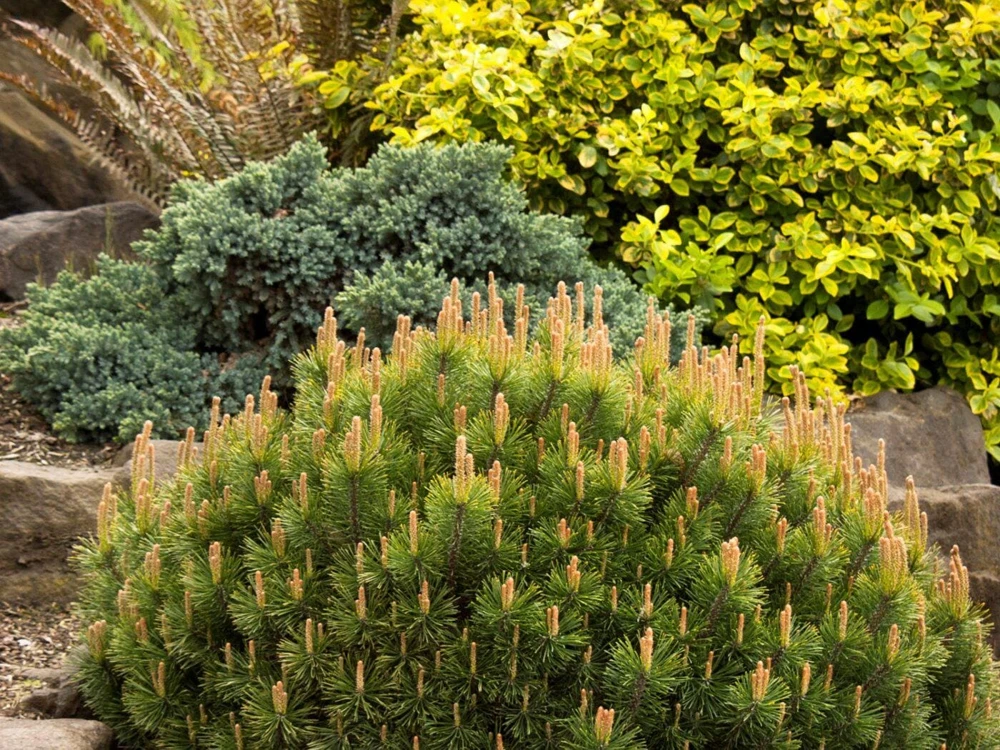 Dwarf Mugo Pine Live Plant - 3-5 inch Starter, Evergreen Shrub for Outdoor - Image 4