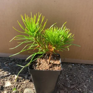 Dwarf Mugo Pine Live Plant - 3-5 inch Starter, Evergreen Shrub for Outdoor - Image 5