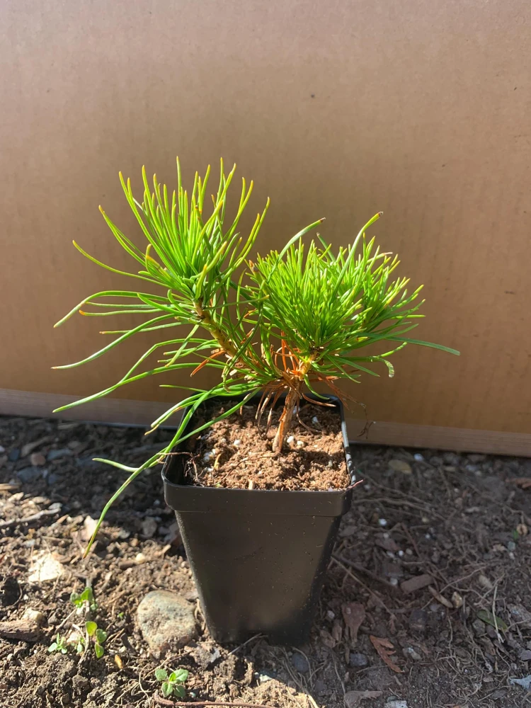 Dwarf Mugo Pine Live Plant - 3-5 inch Starter, Evergreen Shrub for Outdoor - Image 5