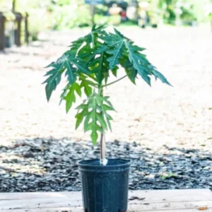 Dwarf Papaya Red Lady Live Plant – 3 Gallon – Sweet, Reddish-Orange Fruit - Image 3