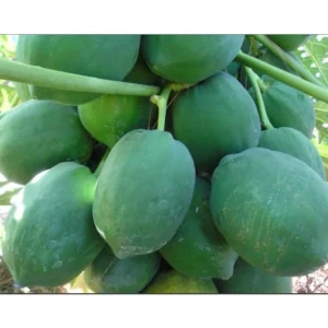 Dwarf Papaya Red Lady Live Plant – 3 Gallon – Sweet, Reddish-Orange Fruit - Image 4