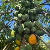 Dwarf Papaya Red Lady Live Plant – 3 Gallon – Sweet, Reddish-Orange Fruit - Image 1