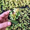 Dwarf Portulacaria afra 'Variegata' Live Plant – Variegated Elephant Bush in 2 inch pot – Succulent Houseplant - Image 1