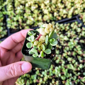 Dwarf Portulacaria afra 'Variegata' Live Plant – Variegated Elephant Bush in 2 inch pot – Succulent Houseplant - Image 1