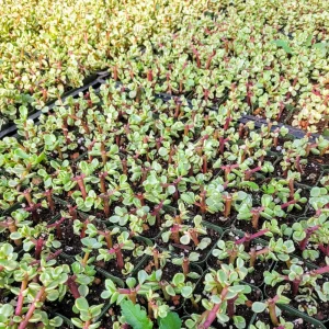 Dwarf Portulacaria afra 'Variegata' Live Plant – Variegated Elephant Bush in 2 inch pot – Succulent Houseplant - Image 8