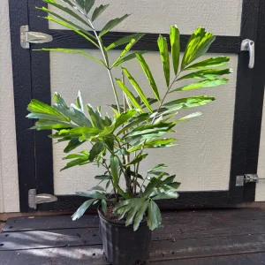 Dwarf Sugar Palm Live Plant – Arenga Engleri – 3 Gallon Pot – Outdoor/Indoor - Image 2
