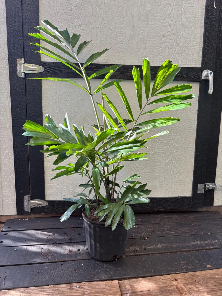 Dwarf Sugar Palm Live Plant – Arenga Engleri – 3 Gallon Pot – Outdoor/Indoor - Image 2