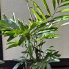 Dwarf Sugar Palm Live Plant – Arenga Engleri – 3 Gallon Pot – Outdoor/Indoor - Image 1