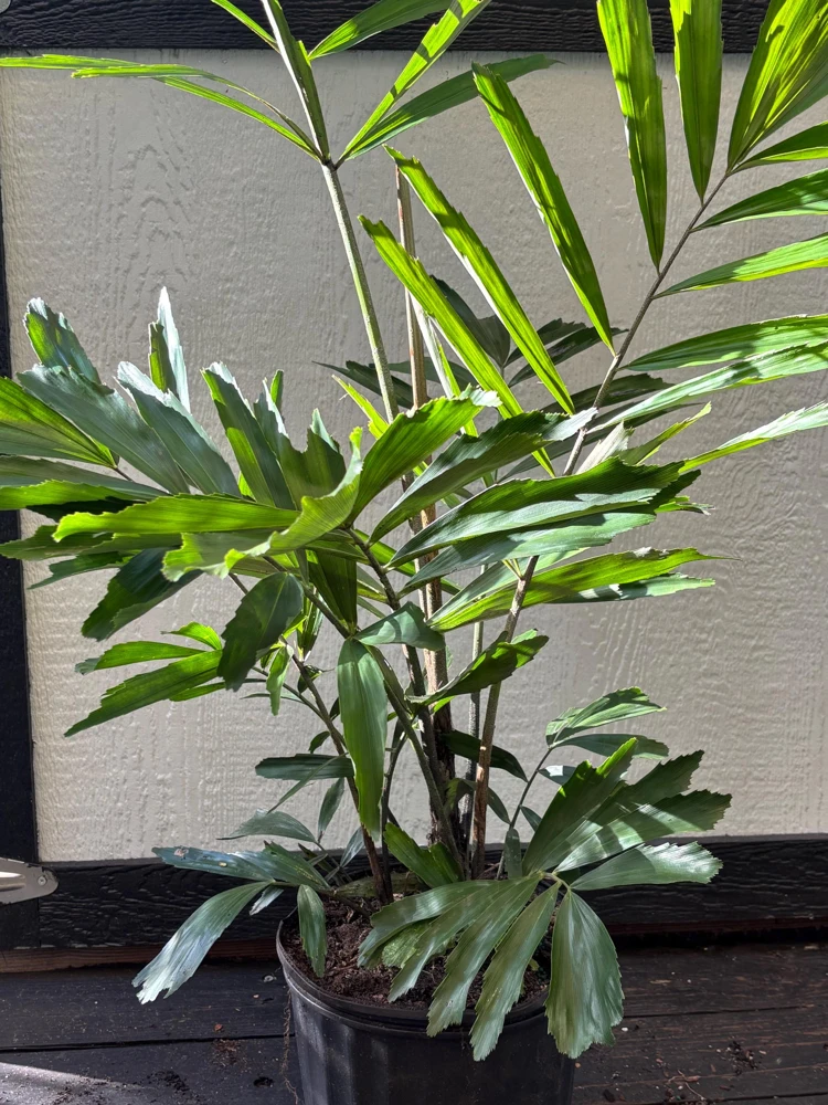 Dwarf Sugar Palm Live Plant – Arenga Engleri – 3 Gallon Pot – Outdoor/Indoor - Image 1