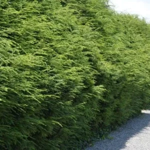 Eastern Hemlock Live Starter Plant - Tsuga canadensis, 4-8 inches tall, 2.5x3.5 inch Pot - Image 3