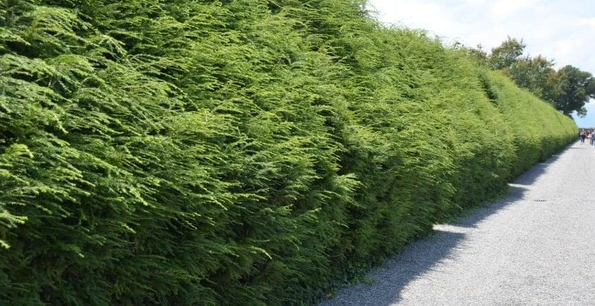 Eastern Hemlock Live Starter Plant - Tsuga canadensis, 4-8 inches tall, 2.5x3.5 inch Pot - Image 3