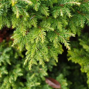 Eastern Hemlock Live Starter Plant - Tsuga canadensis, 4-8 inches tall, 2.5x3.5 inch Pot - Image 4