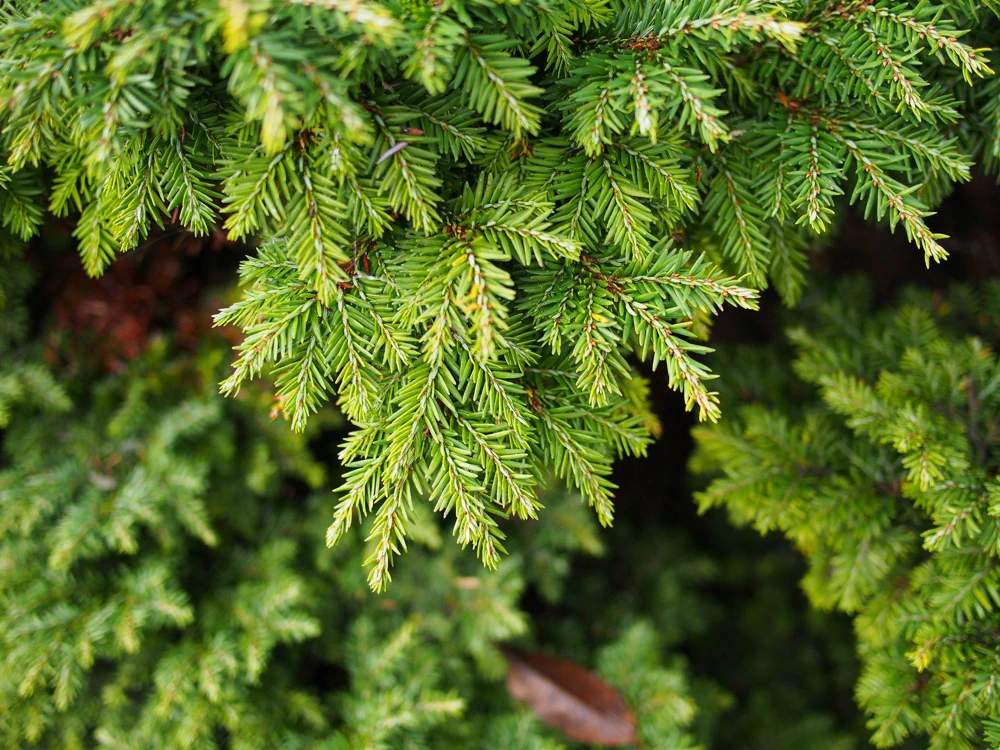 Eastern Hemlock Live Starter Plant - Tsuga canadensis, 4-8 inches tall, 2.5x3.5 inch Pot - Image 4