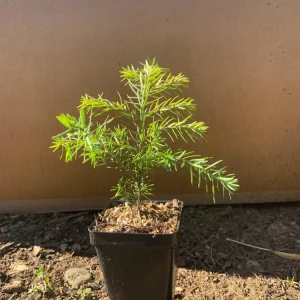 Eastern Hemlock Live Starter Plant - Tsuga canadensis, 4-8 inches tall, 2.5x3.5 inch Pot - Image 6
