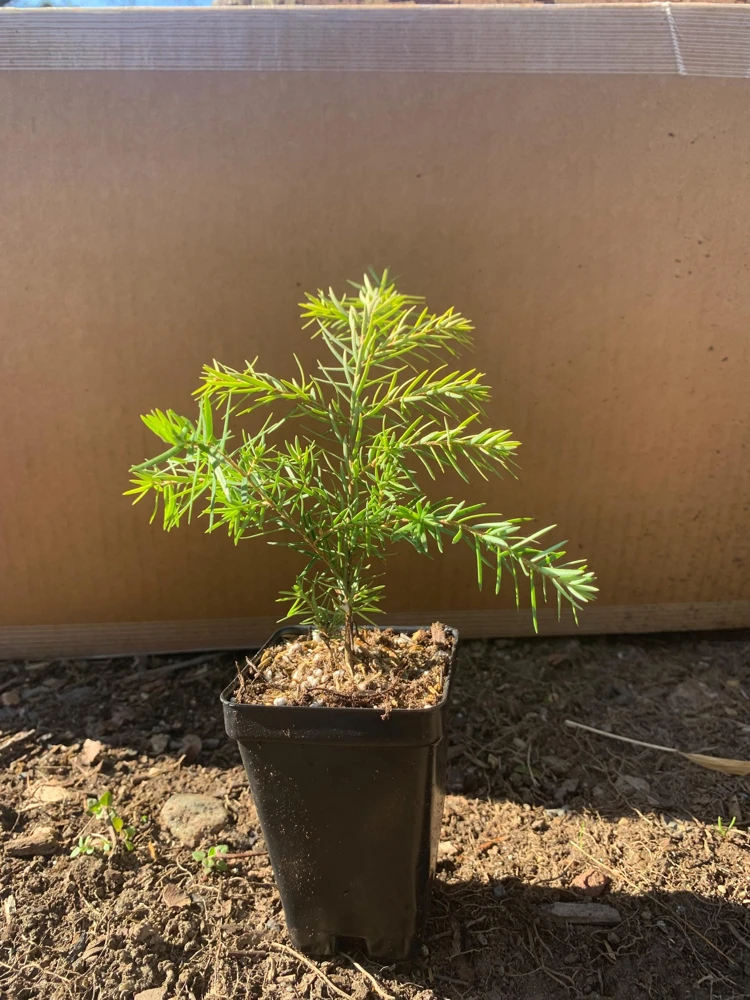Eastern Hemlock Live Starter Plant - Tsuga canadensis, 4-8 inches tall, 2.5x3.5 inch Pot - Image 6