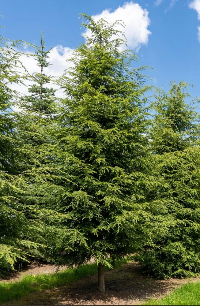 Eastern Hemlock Live Starter Plant - Tsuga canadensis, 4-8 inches tall, 2.5x3.5 inch Pot - Image 1