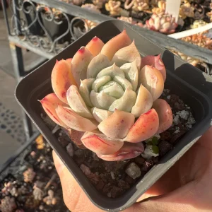 Echeveria Berry Live Succulent Plant – Colorful Rosette – 1.0-2.0 in Diameter – Indoor/Outdoor - Image 2