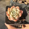 Echeveria Berry Live Succulent Plant – Colorful Rosette – 1.0-2.0 in Diameter – Indoor/Outdoor - Image 1