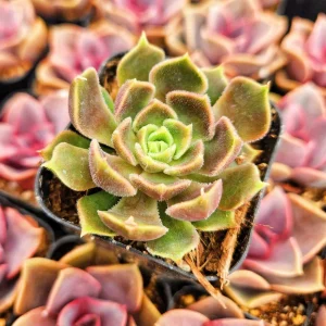 Echeveria Brown Rose Live Plant – 2