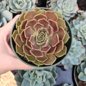 Echeveria Brown Rose Live Plant – 2