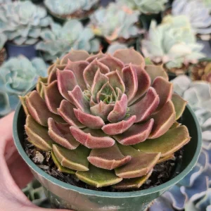 Echeveria Brown Rose Live Plant – 2