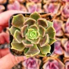 Echeveria Brown Rose Live Plant – 2" or 4" Pot Succulent – Indoor/Outdoor - Image 1