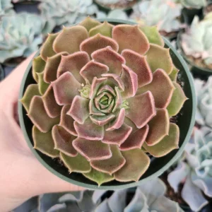 Echeveria Brown Rose Live Plant – 2
