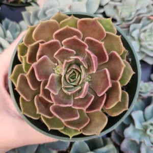 Echeveria Brown Rose Live Plant – 2