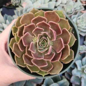 Echeveria Brown Rose Live Plant – 2