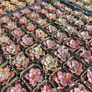 Echeveria Chroma Succulent Live Plant – Red & Peach Rosette – 2 inch Pot – Indoor/Outdoor - Image 2