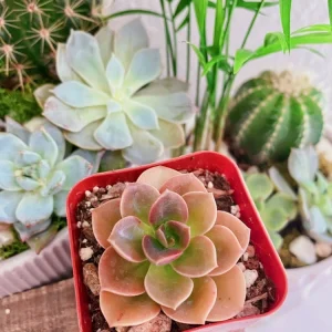 Echeveria Chroma Succulent Live Plant – Red & Peach Rosette – 2 inch Pot – Indoor/Outdoor - Image 3