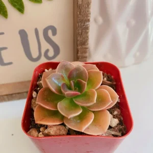 Echeveria Chroma Succulent Live Plant – Red & Peach Rosette – 2 inch Pot – Indoor/Outdoor - Image 4