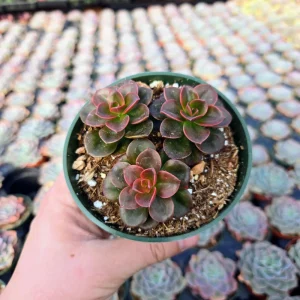 Echeveria Chroma Succulent Live Plant – Red & Peach Rosette – 2 inch Pot – Indoor/Outdoor - Image 6