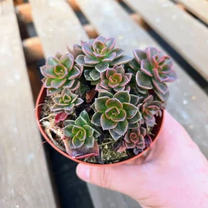 Echeveria Chroma Succulent Live Plant – Red & Peach Rosette – 2 inch Pot – Indoor/Outdoor - Image 7