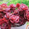 Echeveria Chroma Succulent Live Plant – Red & Peach Rosette – 2 inch Pot – Indoor/Outdoor - Image 1