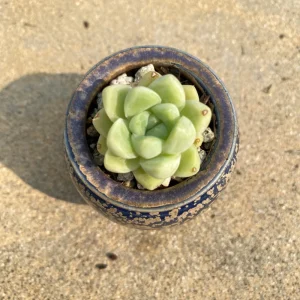 Echeveria Elegans Albicans Live Plant - Rare Indoor Succulent, Drought-Tolerant - Image 1
