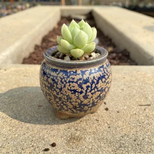 Echeveria Elegans Albicans Live Plant - Rare Indoor Succulent, Drought-Tolerant - Image 2