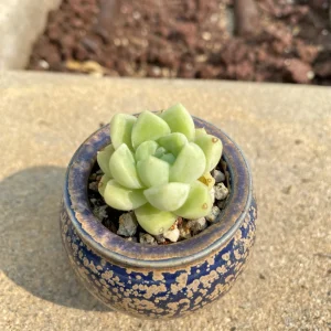 Echeveria Elegans Albicans Live Plant - Rare Indoor Succulent, Drought-Tolerant - Image 3