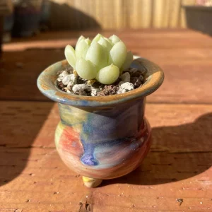 Echeveria Elegans Albicans Live Succulent Plant - Rare, 1.25 inch, Indoor - Image 2