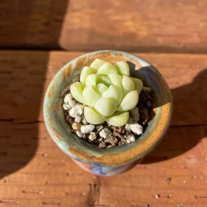 Echeveria Elegans Albicans Live Succulent Plant - Rare, 1.25 inch, Indoor - Image 1